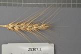 Click for 1 image(s) for this accession. Spike